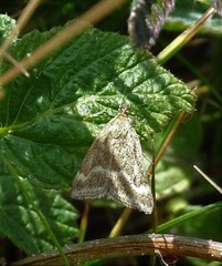 Pyrausta aerealis