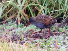 Rallus semiplumbeus
