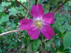 Rosa pendulina