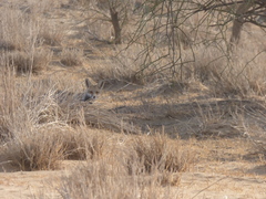 Vulpes vulpes pusilla