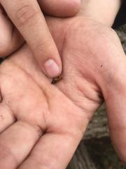 Phyllobrotica quadrimaculata