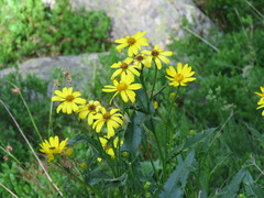 Senecio pyrenaicus