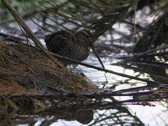 Gallinago nobilis