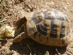 Testudo hermanni boettgeri