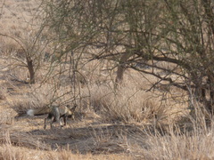 Vulpes vulpes pusilla
