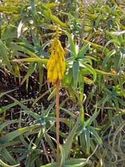 Aloiampelos striatula
