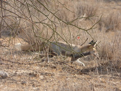 Vulpes vulpes pusilla