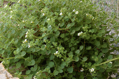 Phacelia perityloides