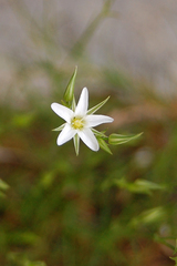 Minuartia setacea