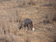 Vulpes vulpes pusilla