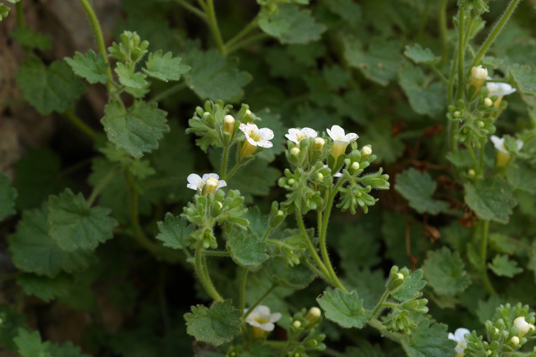 Phacelia perityloides