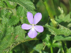 Viola cornuta