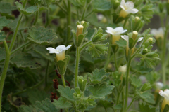 Phacelia perityloides