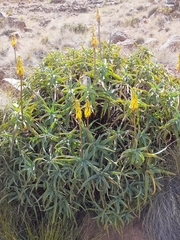 Aloiampelos striatula