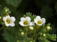 Phacelia perityloides
