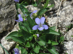 Viola rupestris