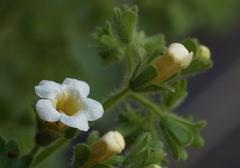 Phacelia perityloides