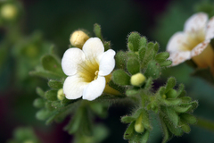 Phacelia perityloides