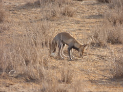 Vulpes vulpes pusilla