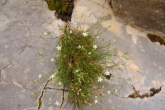 Minuartia setacea