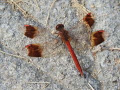 Sympetrum pedemontanum elatum