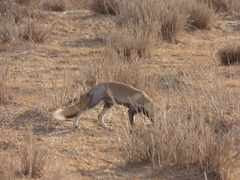 Vulpes vulpes pusilla
