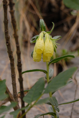 Onosma heterophylla