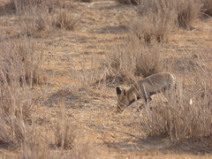 Vulpes vulpes pusilla