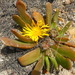 Glottiphyllum depressum - Photo 由 Petra Broddle 所上傳的 (c) Petra Broddle，保留部份權利CC BY-NC