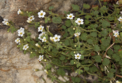 Phacelia perityloides