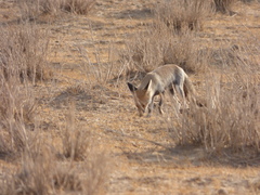 Vulpes vulpes pusilla