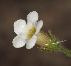 Phacelia perityloides
