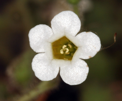 Phacelia perityloides