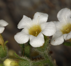 Phacelia perityloides