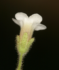 Phacelia perityloides