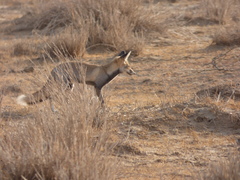 Vulpes vulpes pusilla