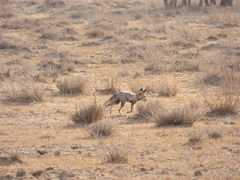 Vulpes vulpes pusilla