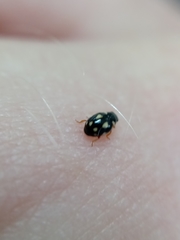 Hyperaspis festiva
