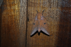 Adeloneivaia apicalis