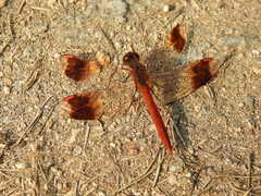 Sympetrum pedemontanum elatum