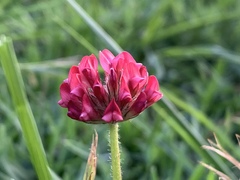 Trifolium africanum
