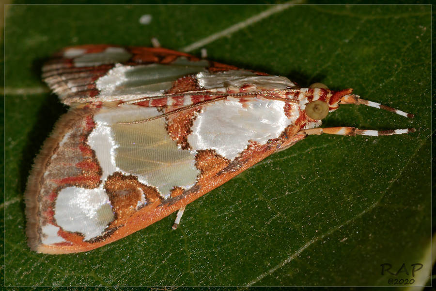 Argyrarcha margarita