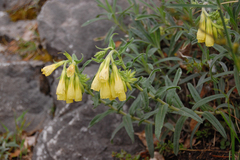 Onosma heterophylla