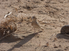 Eremopterix