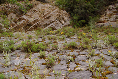 Hypericum montbretii