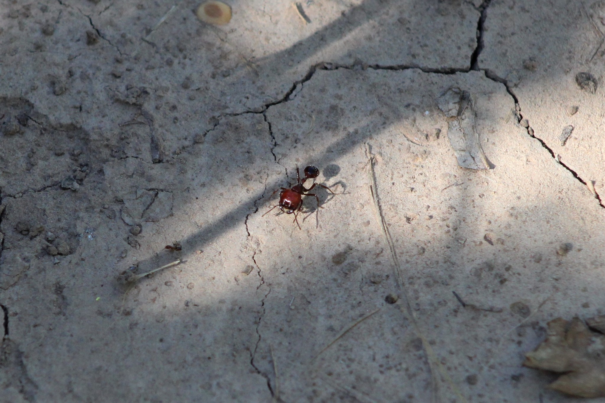 Pogonomyrmex coarctatus