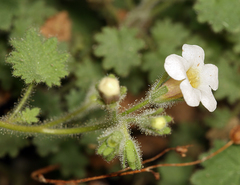 Phacelia perityloides