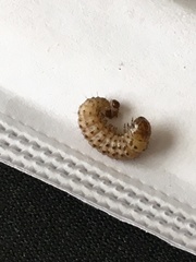 Scolecocampa liburna