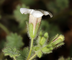 Phacelia perityloides