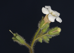 Phacelia perityloides
